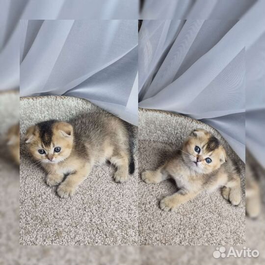 Котенок Шотландец Фолд
