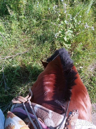 Лошадка в комплект седло