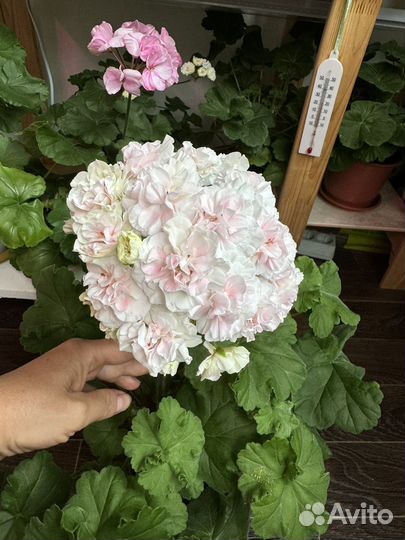 Пеларгония