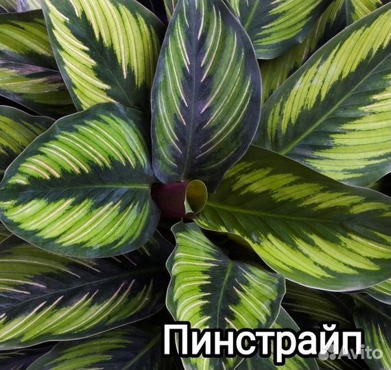 Калатея Пинстрайп
