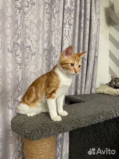 Кошка бесплатно