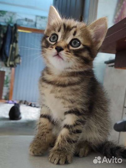 Котенок в любящие руки