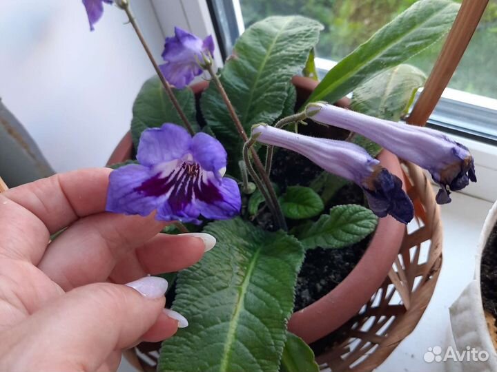 Стрептокарпус обмен