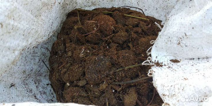 Конский навоз