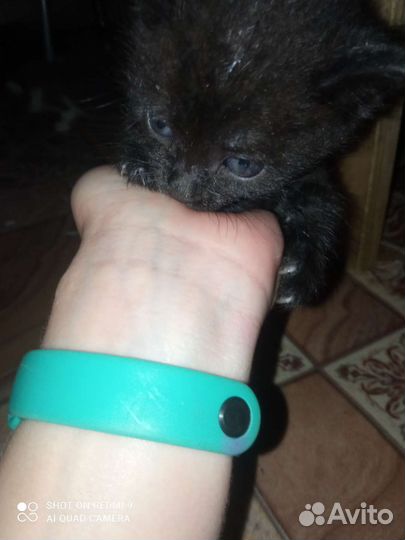 Котята в дар бесплатно