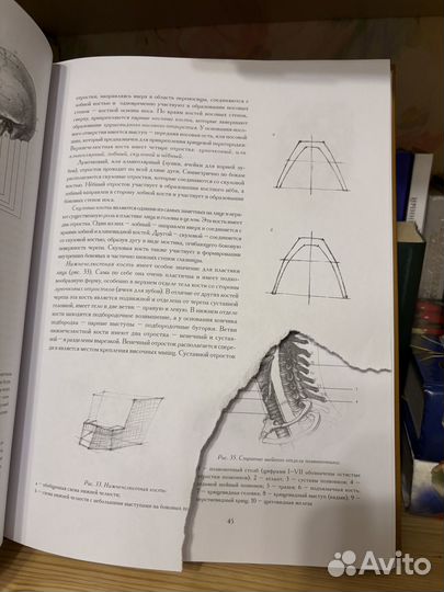 Голова человека: основы рисунка Николай Ли