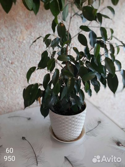 Бенджамина