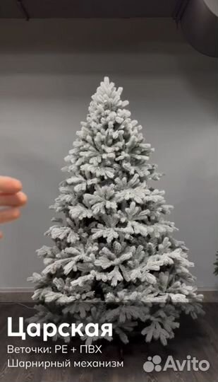 Ель царская