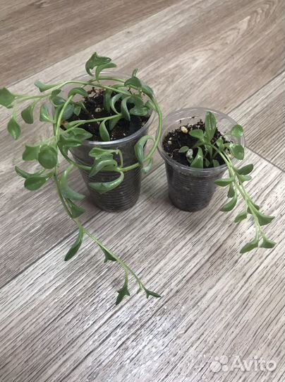 Комнатные растения