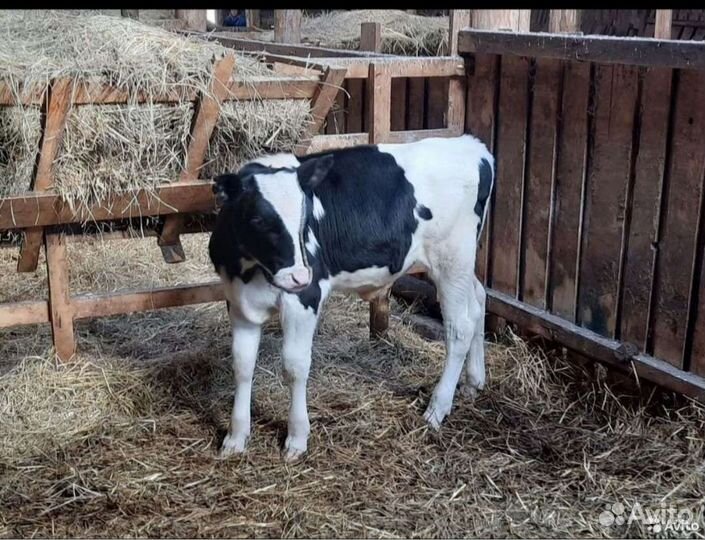 Телята бычки
