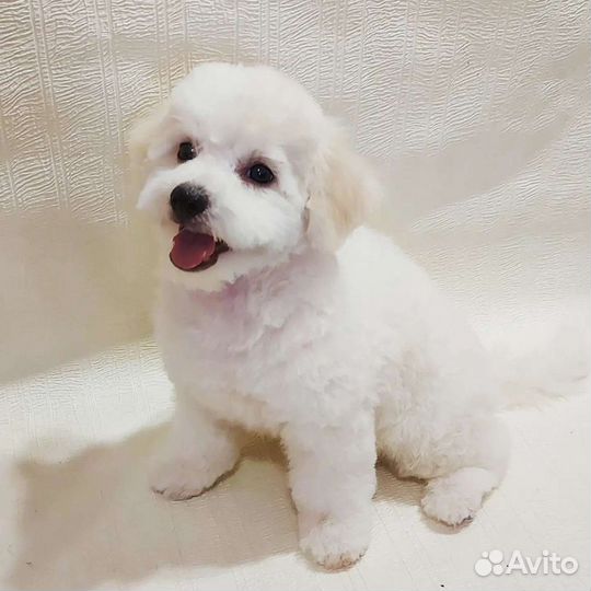 Стрижка собак - груминг