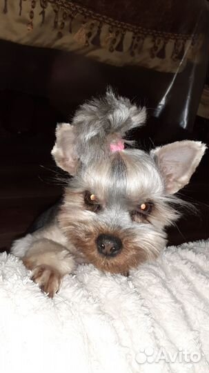 Йоркширский терьер вязка