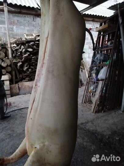 Мясо свинина домашняя