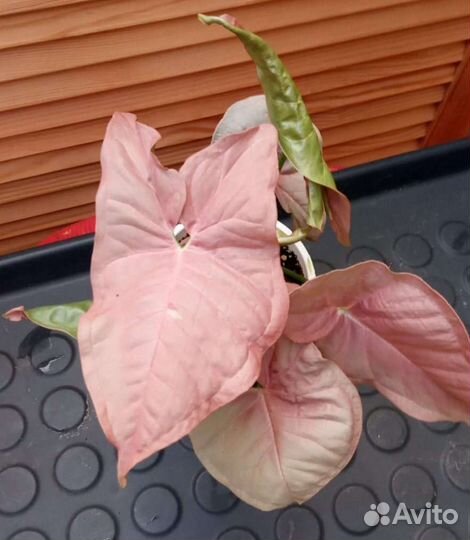 Сингониумы сортовые