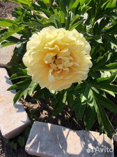 Пион ито-гибридBartzella