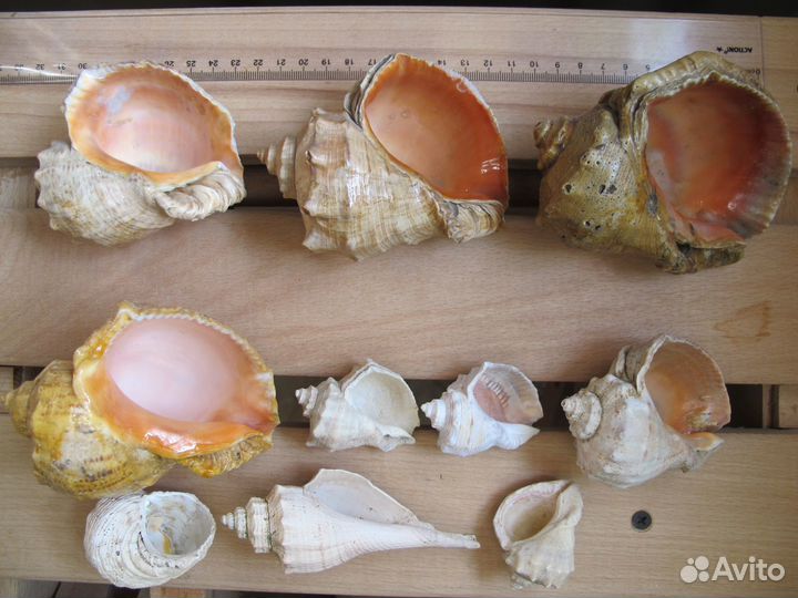 Набор ракушки рапаны