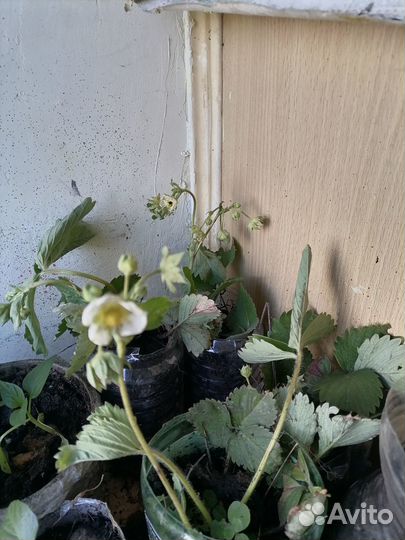 Рассада клубники