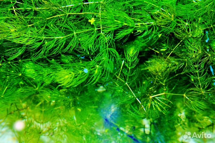 Аквариумные растения