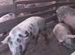 Свиноматки и самец ландрас