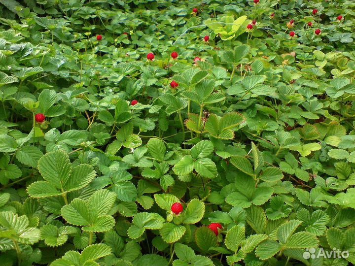 Дюшения декоративная земляника