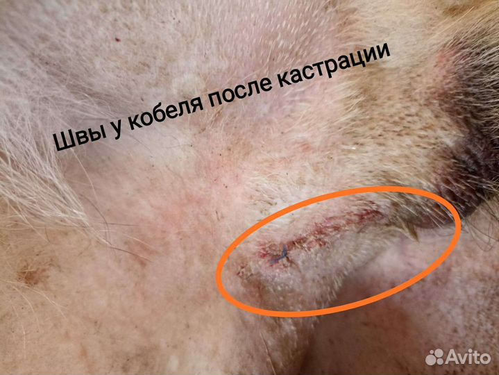 Стерилизация кошек и собак на дому, чистка зубов