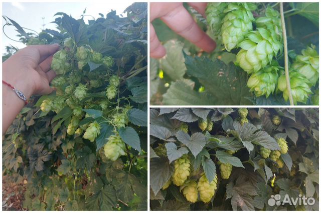 Хмель пивной и многолетние пряные травы. Саженцы