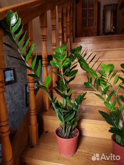 Замиокулькас