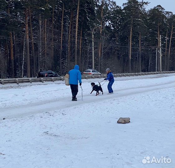 Дрессировка и воспитание собак