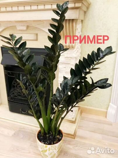 Замиокулькас Ворон, Супер нова