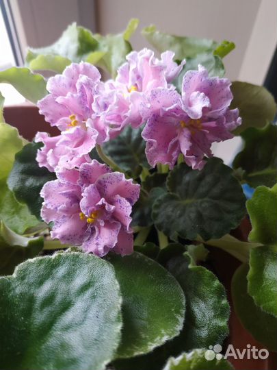 Сортовые фиалки