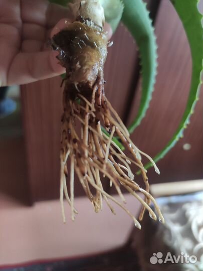 Алоэ лечебный