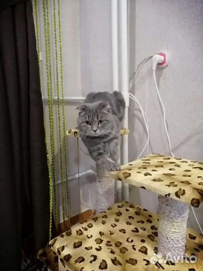 Шотландский кот