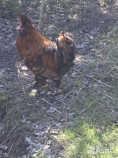 Индоутята, петух Павловский