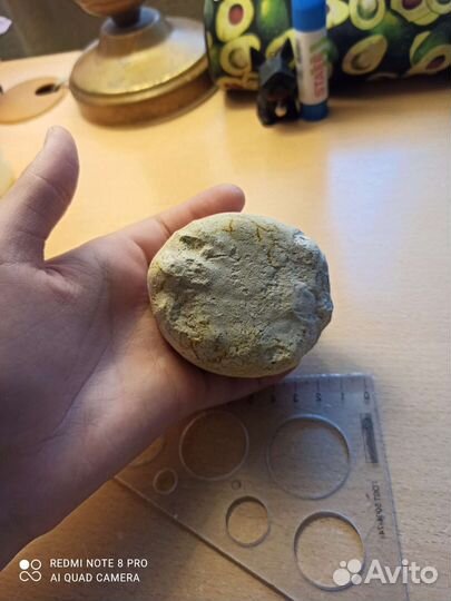 Окаменелость: морской ёж