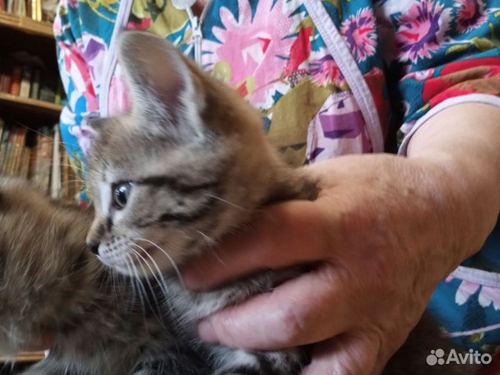 Курильский бобтейл
