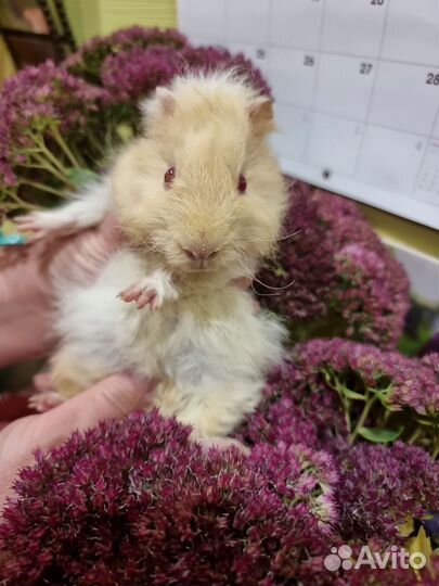 Морские свинки мальчики и девочки