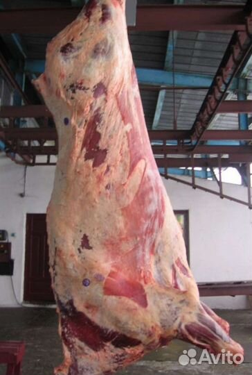 Продам мясо говядина