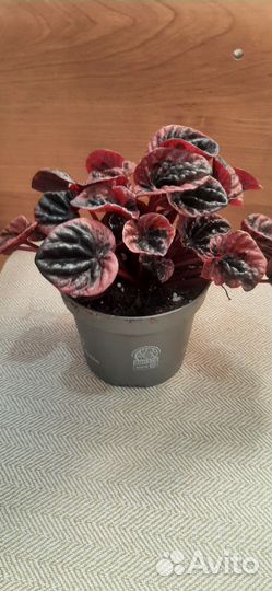 Пеперомия Абрикос