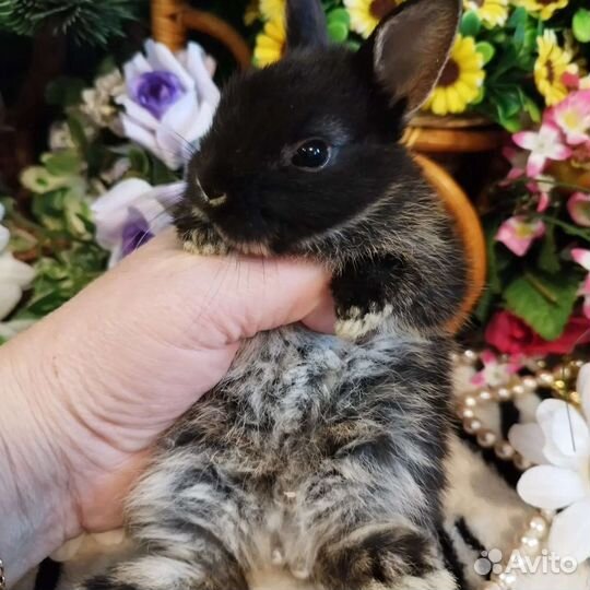 Кролики декоративные карликовые mini