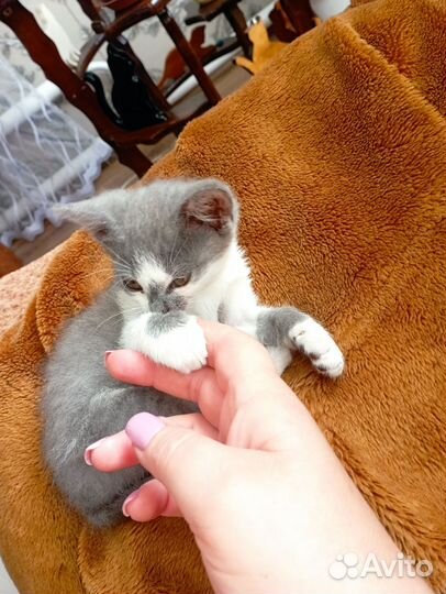 Мини-мышеловка