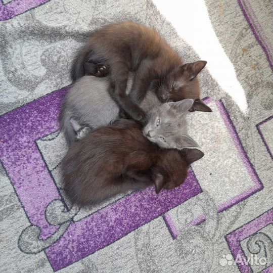 Котята в добрые руки