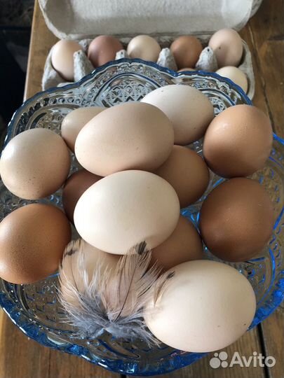 Цыплята суточные, яйцо инкубационное