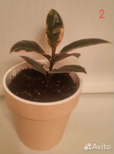 Фикус (мини)