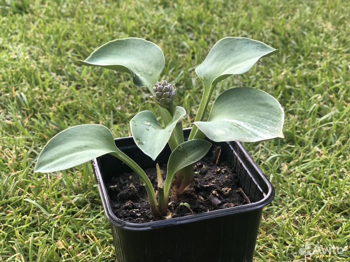 Хоста мышиные ушки