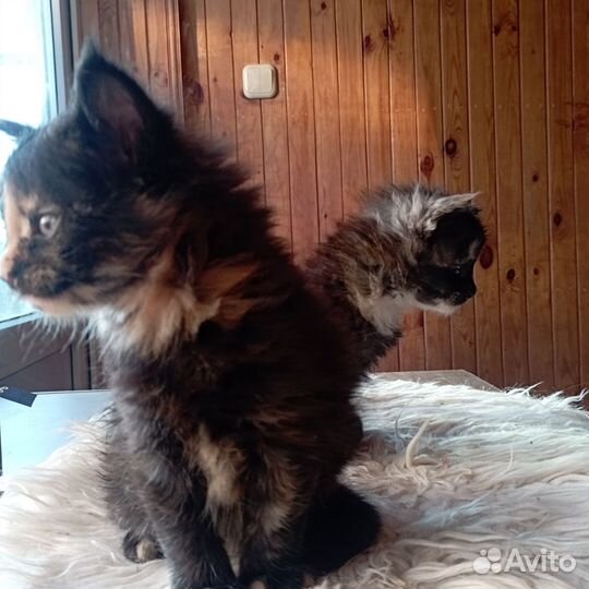 Котята мейн-кун