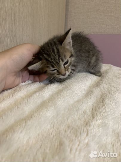 Котёнок бесплатно