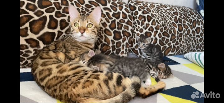 Бенгальская