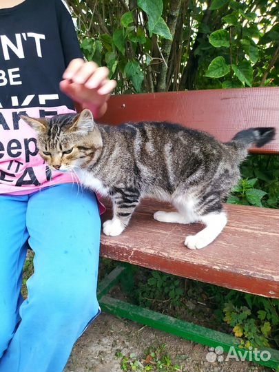 Тимка - друг семьи