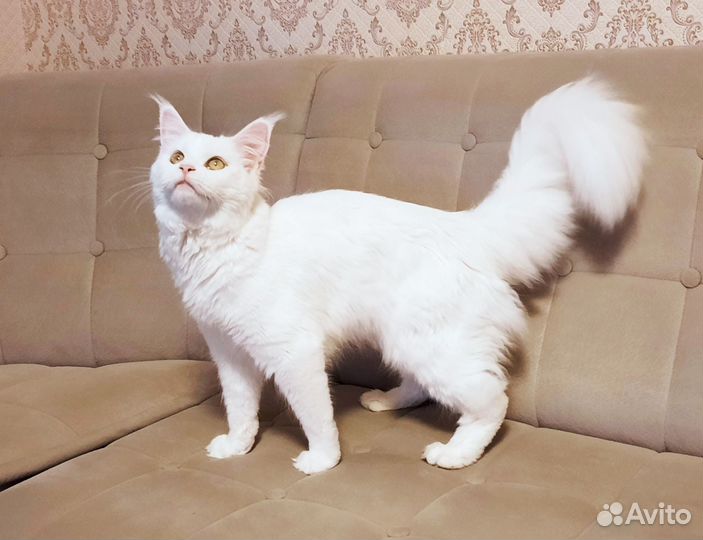 Кошка мэйн кун