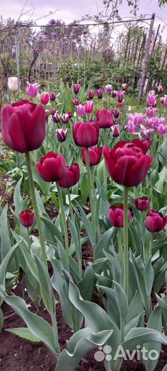 Тюльпаны